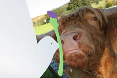 Hamish the Heilan Coo; photo:Iain Mitchell