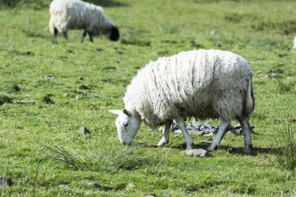 grazing sheep in Scotland